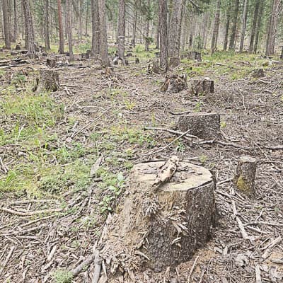 Wallowa‑Whitman National Forest completes noncommercial thinning on 1,600 acres; commercial projects planned