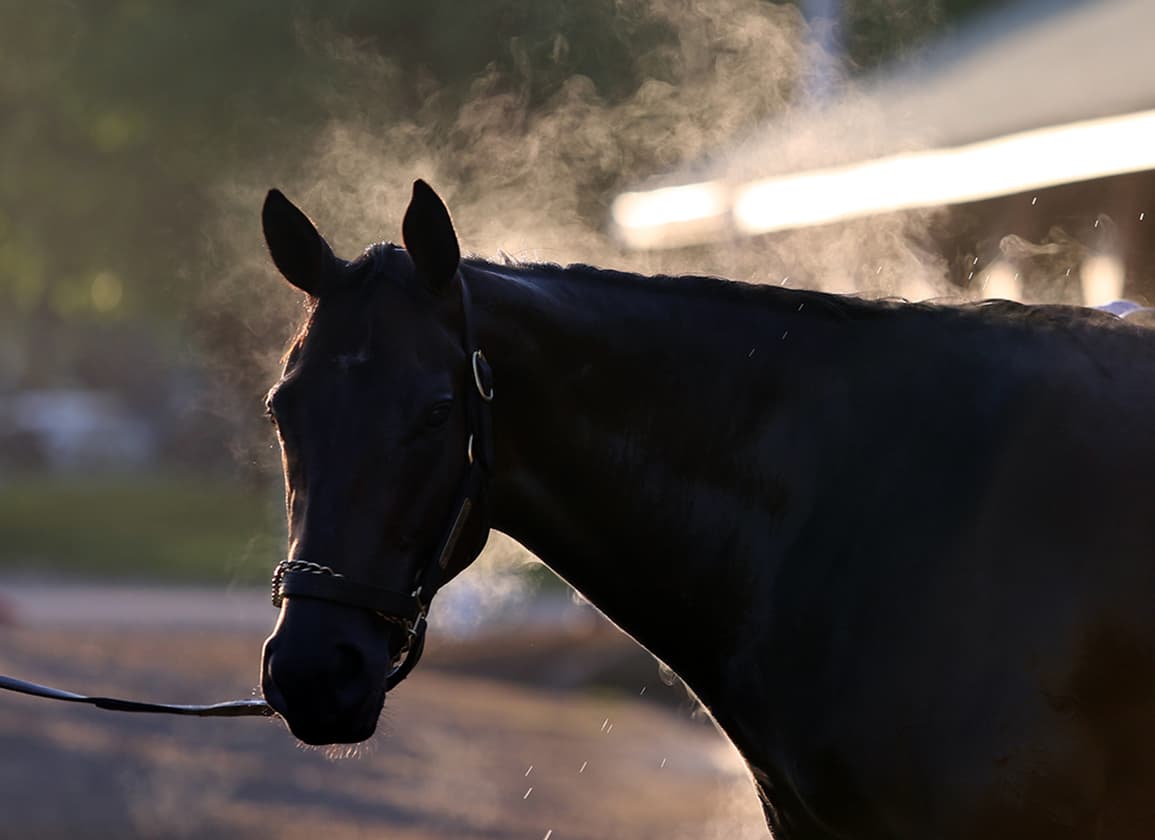 Finley Urges Racing Industry to Make SAFE Act Central to Aftercare Debate