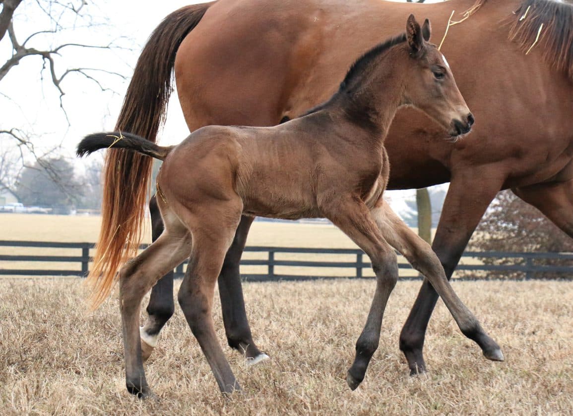 Casa Creed's First Foal Filly Out Of Sustainable Bred By Carlos Cleto