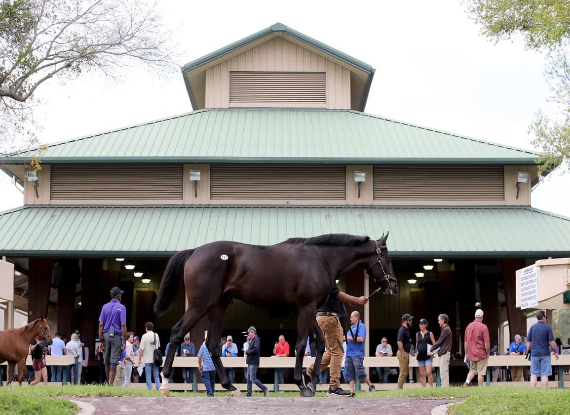Life Is Good Leads Freshman Sire Rankings After OBS March Juvenile Sale