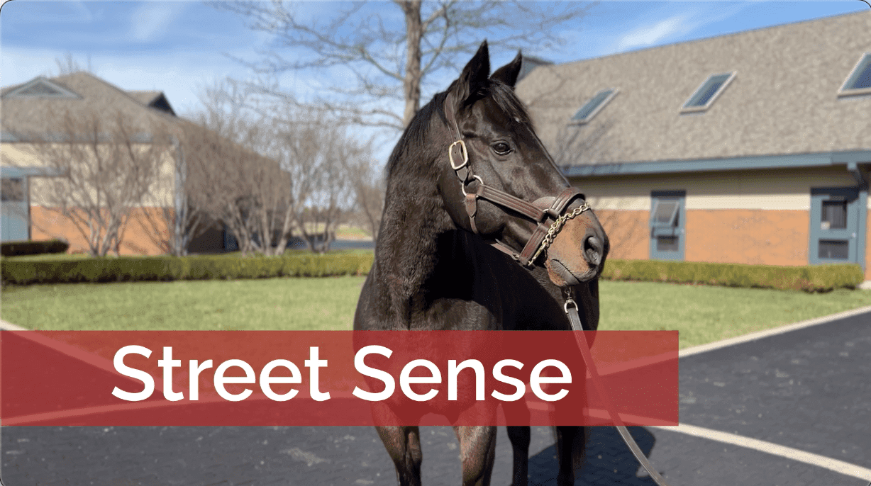 Darley America Triples Down on Street Sense Line in 2026 Roster