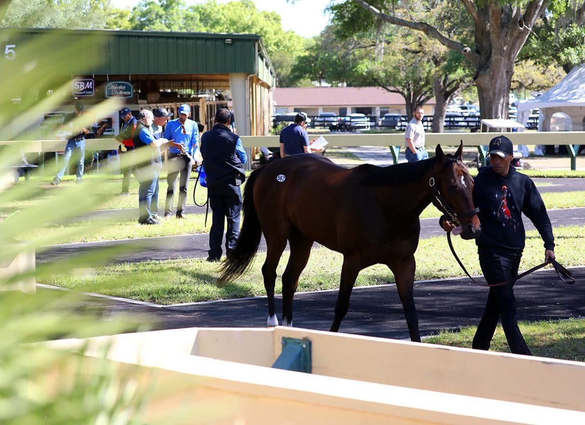 Record 9.3-Second Breeze Stuns Bidders at Ocala OBS Under-Tack