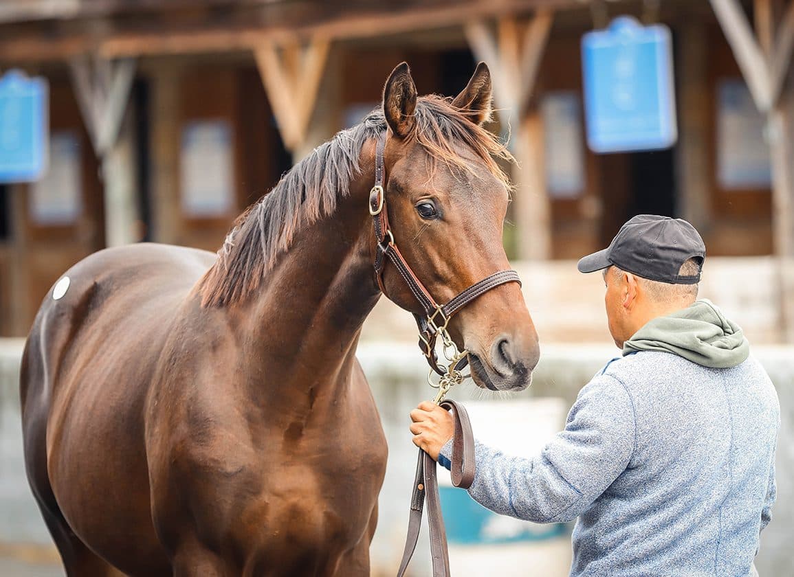 Ackerley pays $1 million for Corniche colt at Midlantic sale