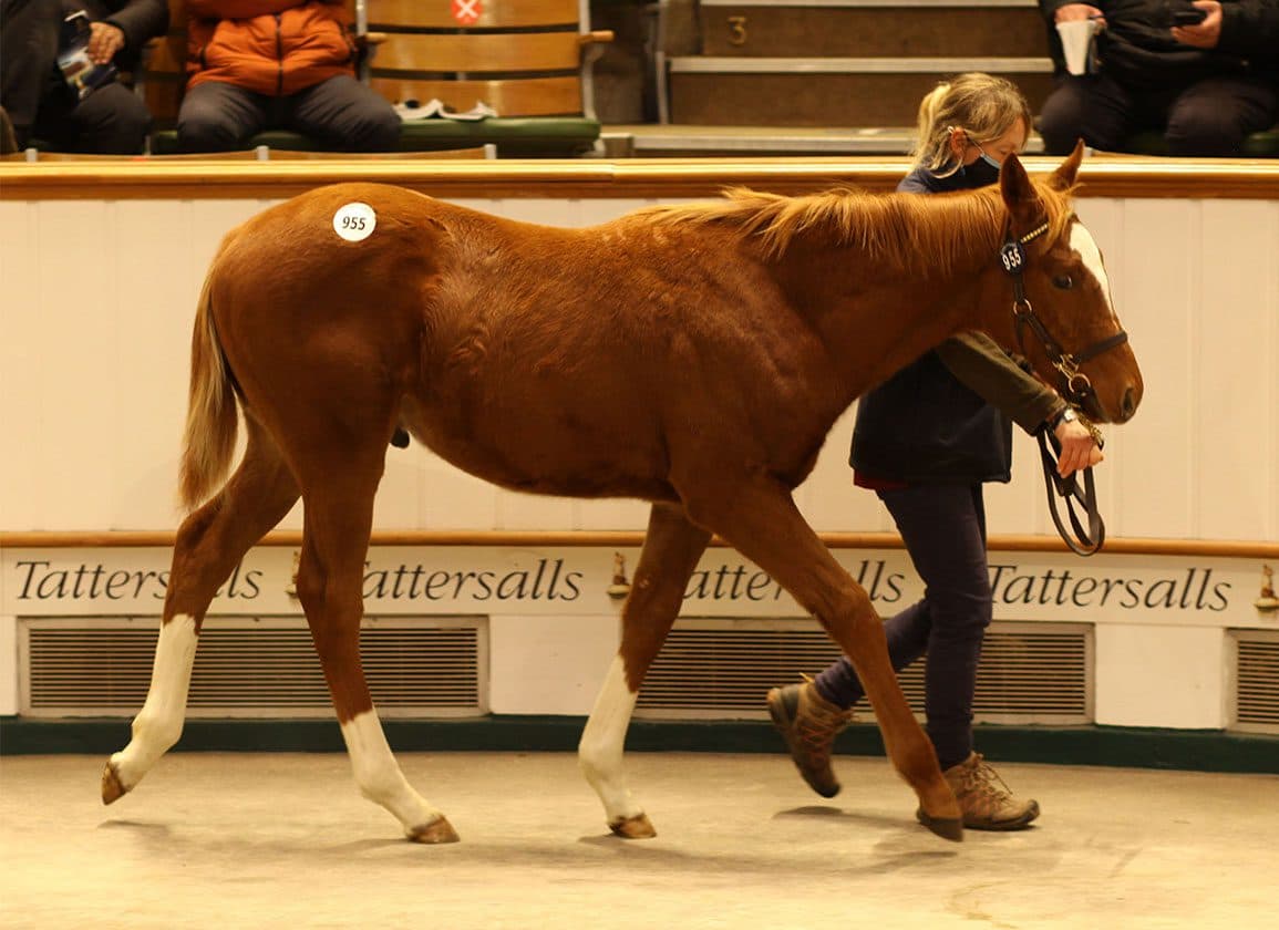 Tattersalls Flags Falling Foal Crops as Major Industry Risk