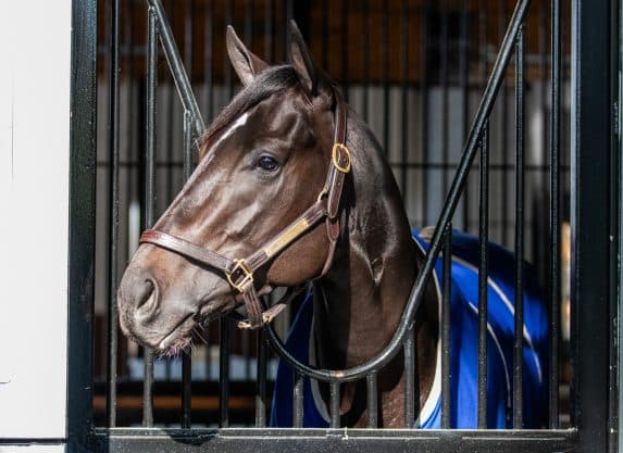 Domestic Product's First Foals Drawing Excitement Ahead of Breeding Season