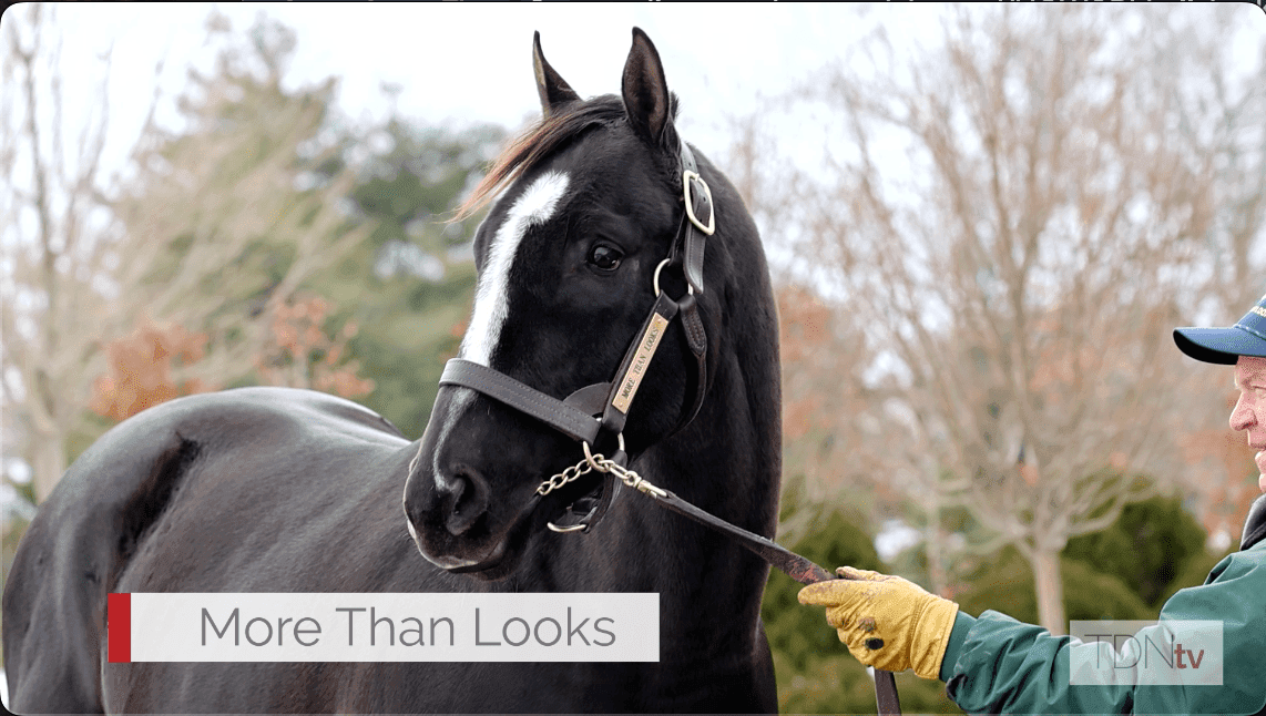 Breeders' Cup Mile Winner More Than Looks Sires First Foals Jan. 24