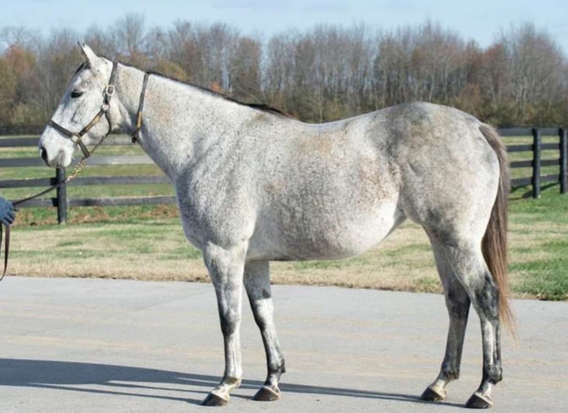 Aga Khan Studs Unveils Stallion Mating Plans for 2026 Breeding Season