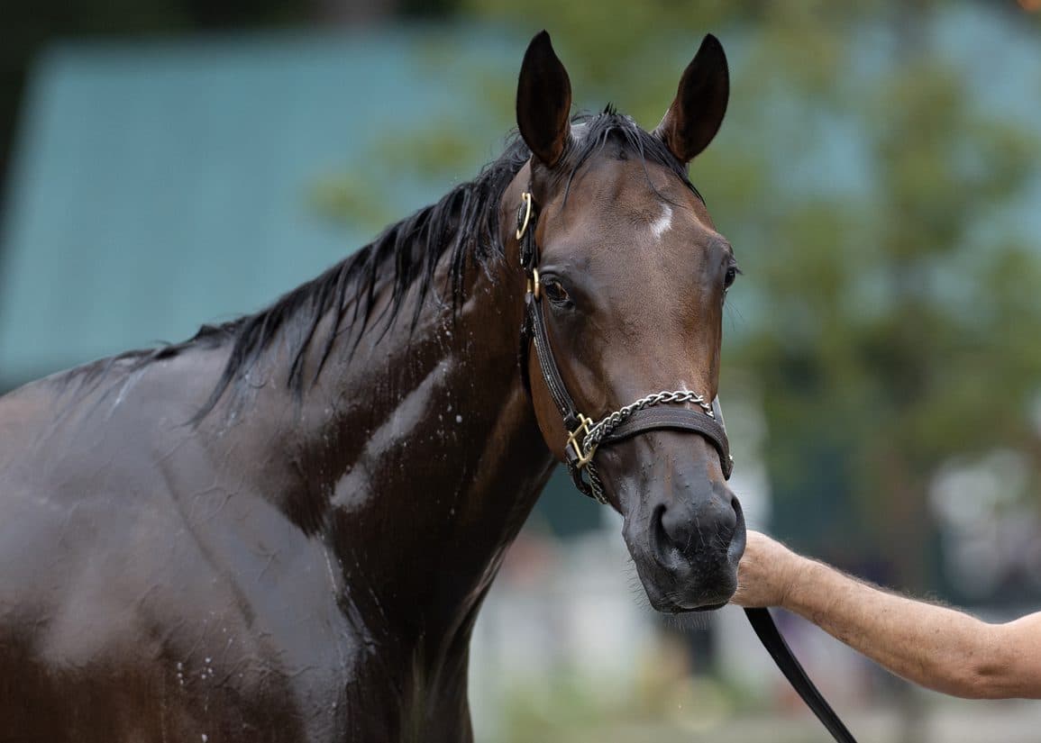 Casse Duo Nitrogen, Nerazurri Fire Perfect Works for Apple Blossom