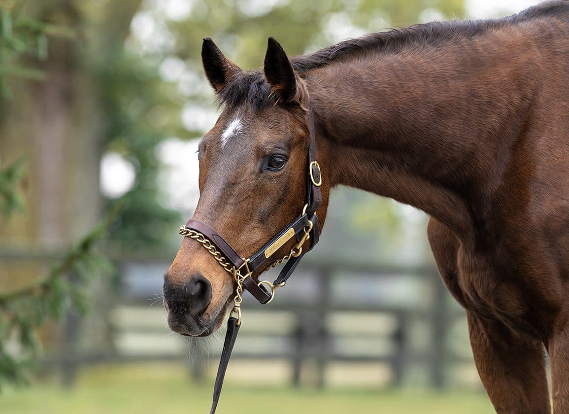 Serena's Song, Hall of Fame Champion Mare, Dies Peacefully at 33