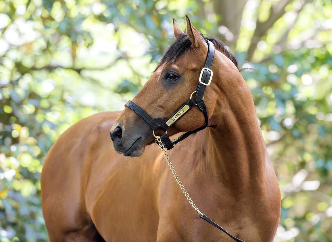 Colucci gives Corniche third winner with debut score at Presque Isle Downs