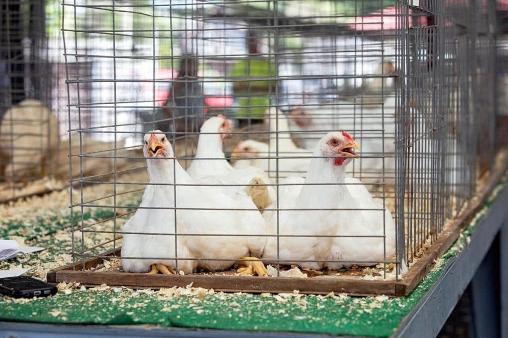Troy resident seeks permit for four hens on two-acre lot
