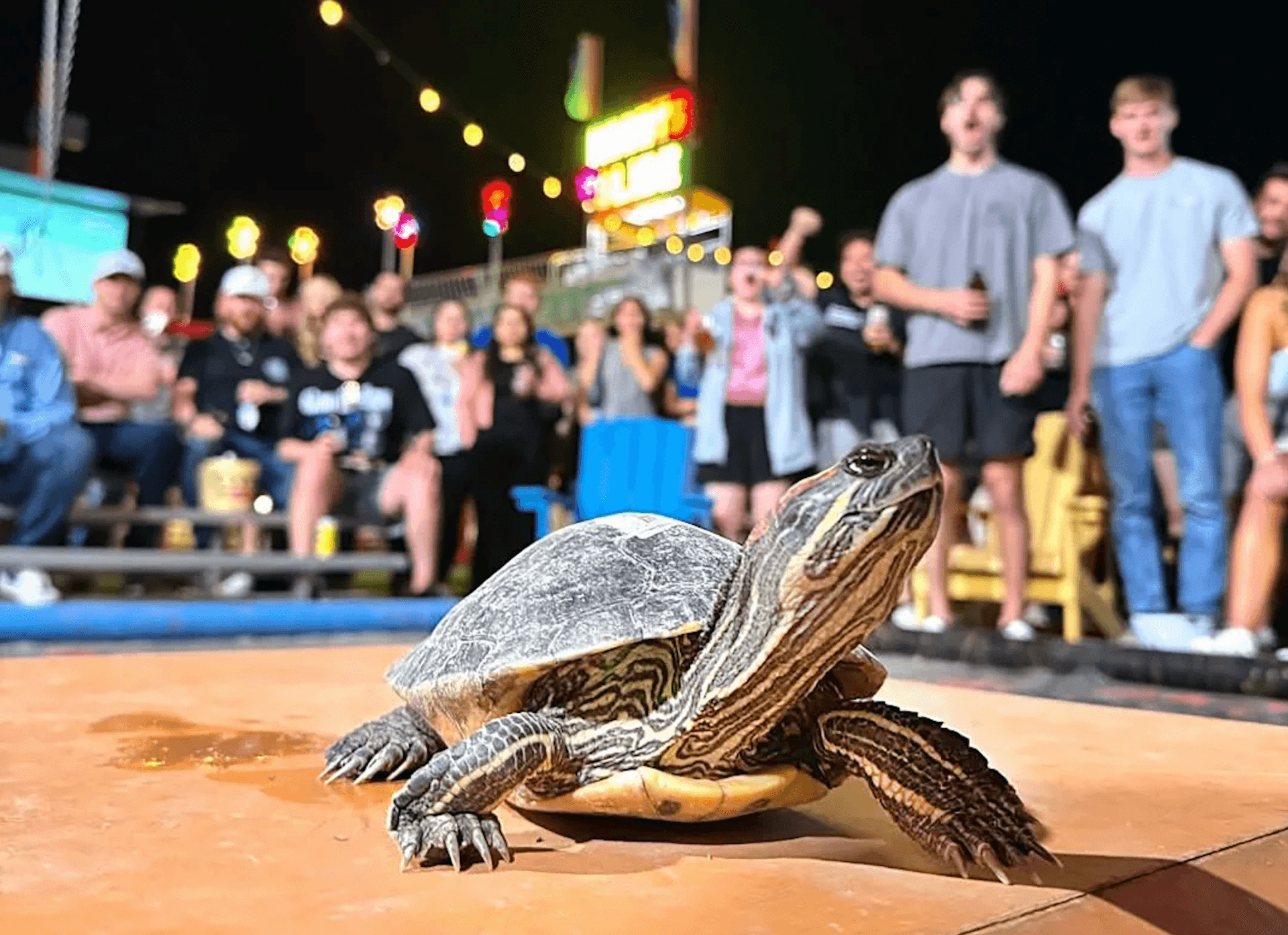 Little Woodrow’s brings turtle racing nights to Frisco