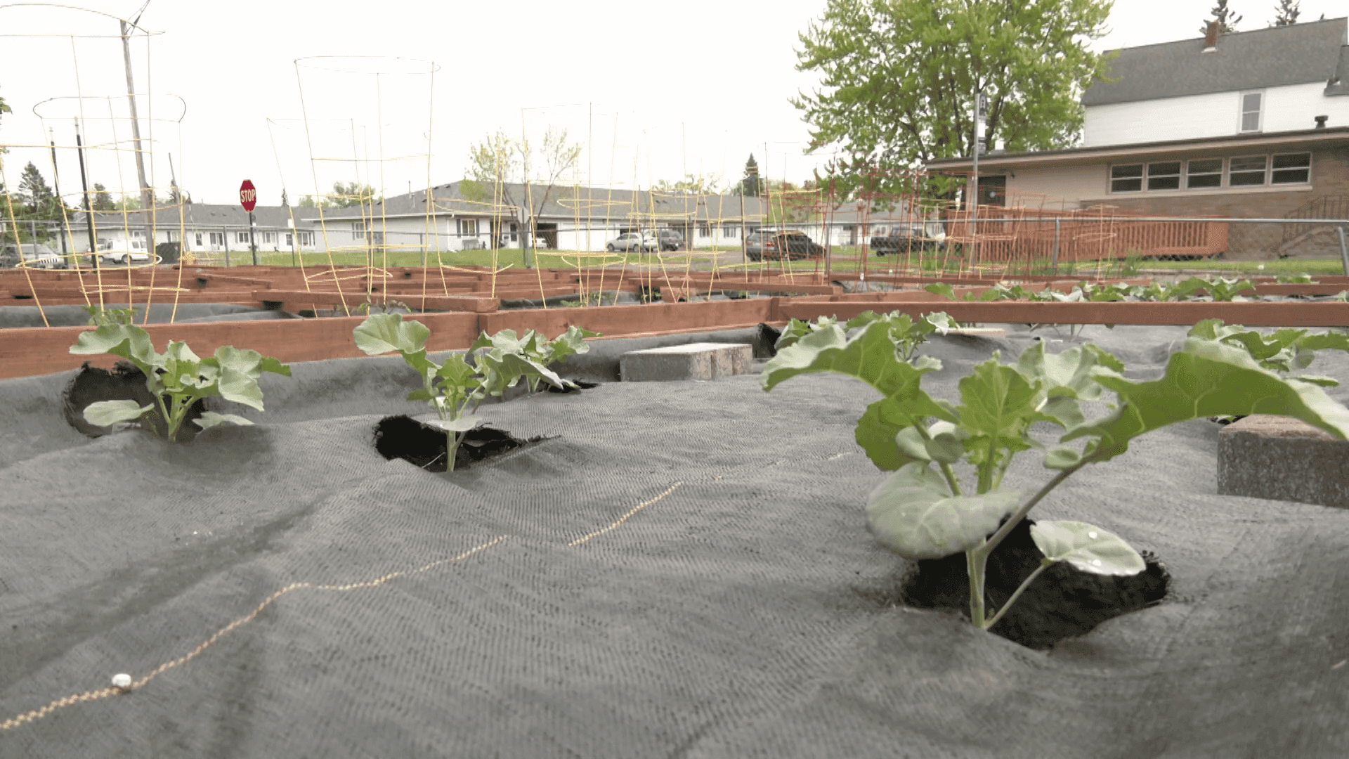 Essentia Health spotlights garden partnership to fight food insecurity