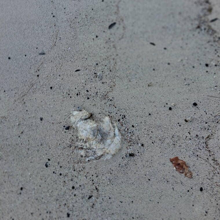 Sperm whale carcass drifts onto Kona lava flat; sharks feeding, DLNR warns