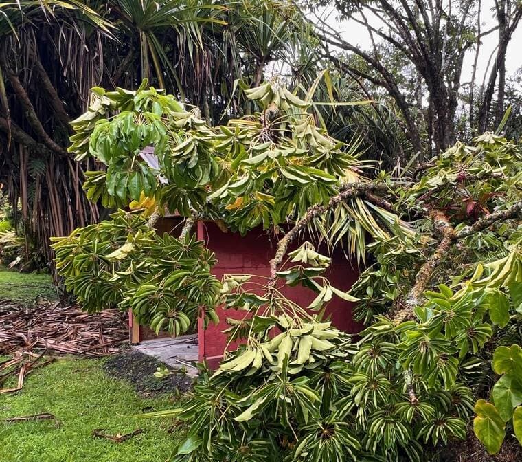 Kona Farmers Rebuild After Back-to-Back Storms Uproot Trees, Reshape Land