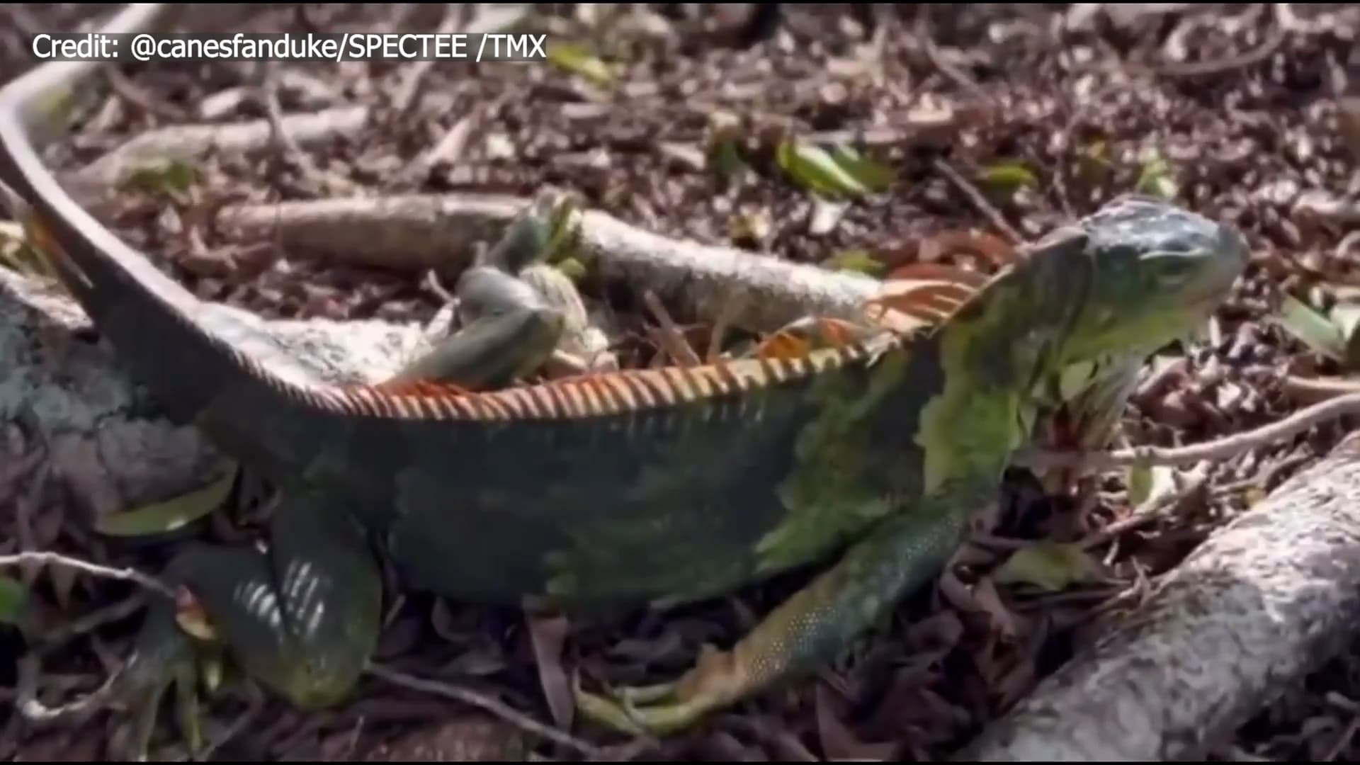 Florida Allows Public to Collect Cold‑Stunned Iguanas Feb. 1-2 in Monroe County