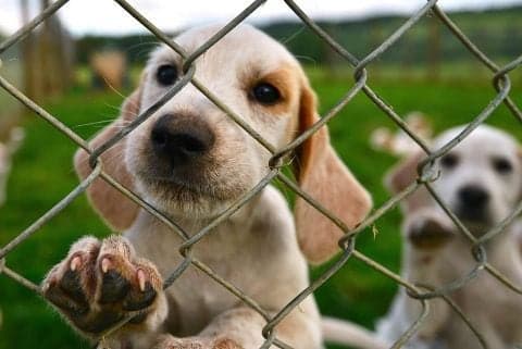 Wilbur-Ellis Donates $1,000 to Great Lakes Humane Society for Veterinary Care