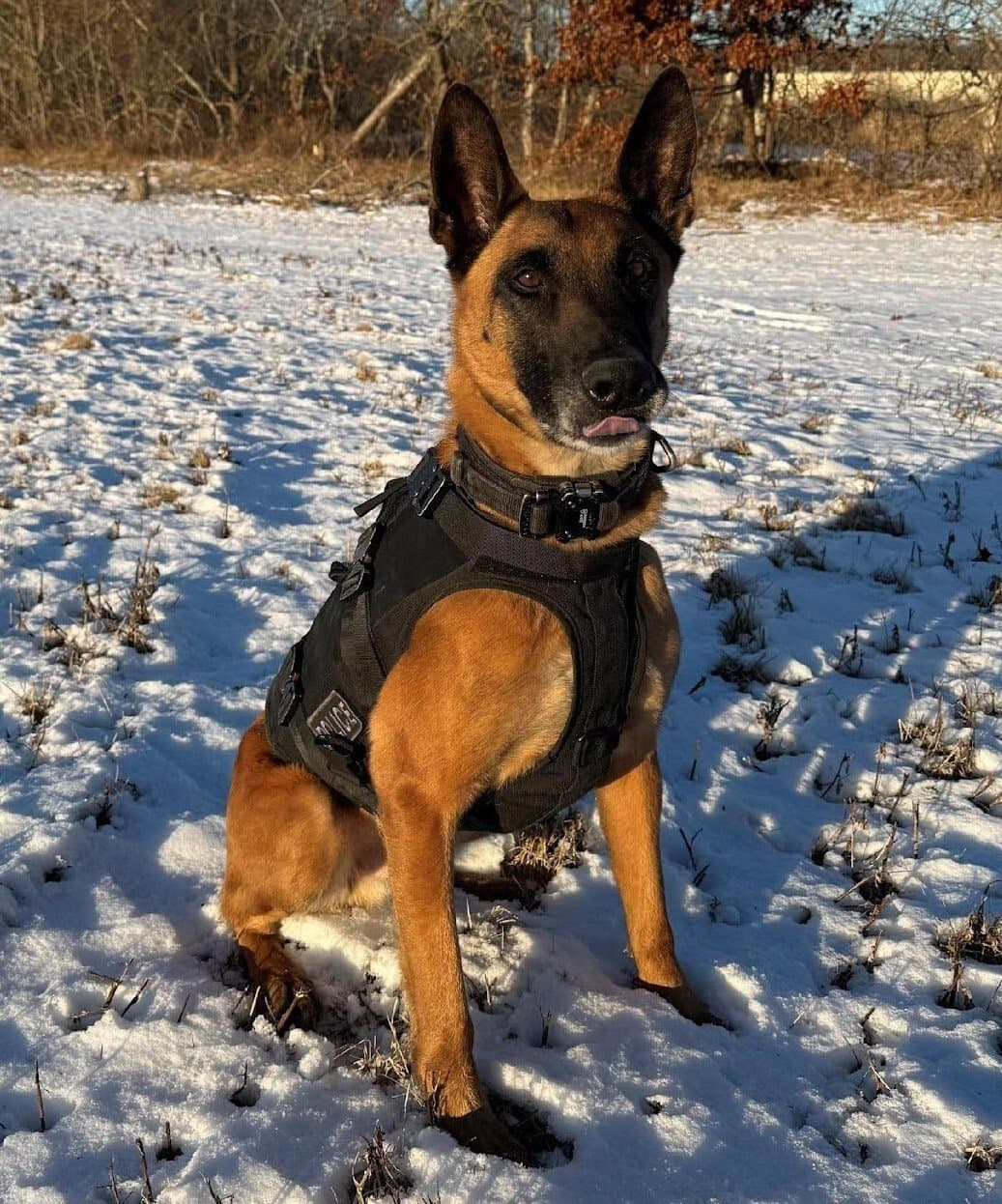 Town of Groton Retires Nine‑Year‑Old K‑9 Saber After Distinguished Service