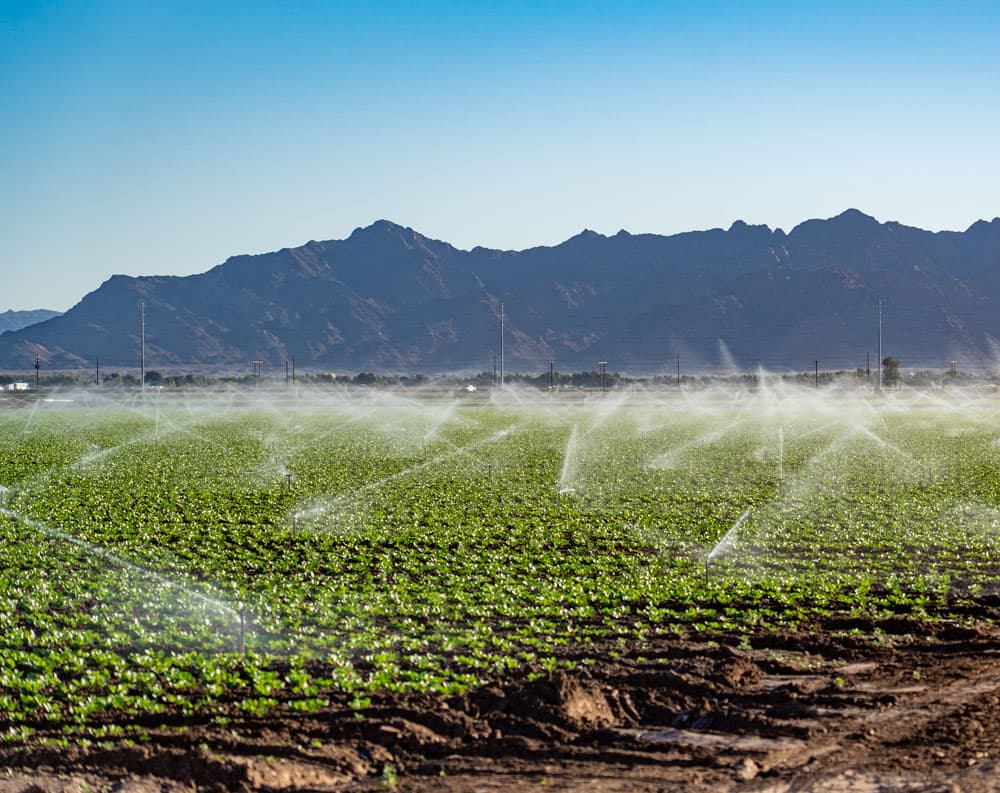 Yuma Farmers Face Higher Costs, Disrupted Harvests After Wet Weather