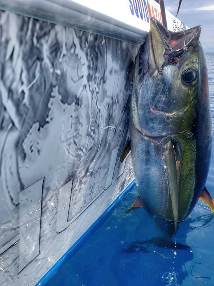 Yellowfin tuna turn offshore calm into chaos, then dinner