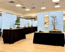 Austin Bonsai Society marks 55 years with spring show and sale
