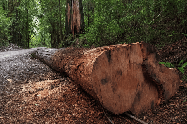 Rangers seek suspects after old-growth redwood theft near Weott | Prism ...